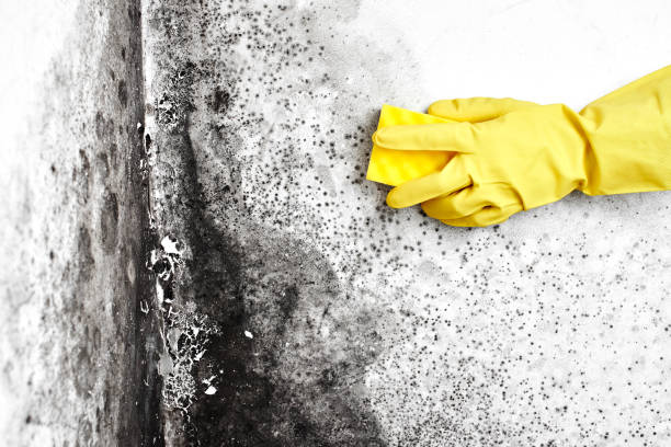 Best Commercial Mold Removal  in Hamilton, GA