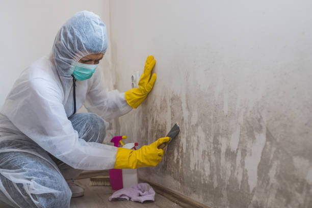 Best Local Mold Removal Service  in Hamilton, GA