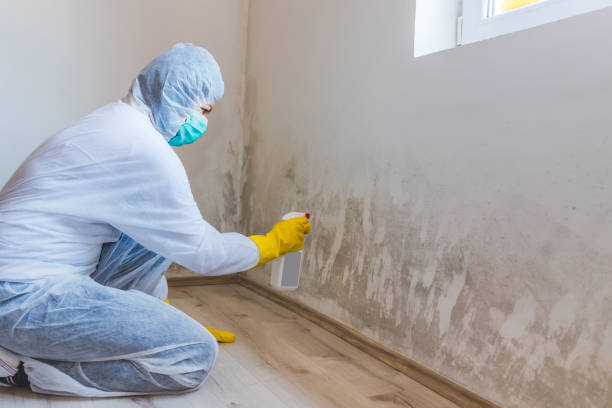Best Toxic Mold Removal  in Hamilton, GA