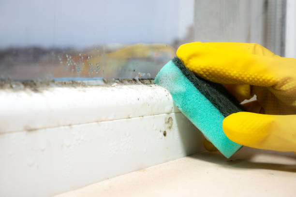 Best Certified Mold Removal  in Hamilton, GA