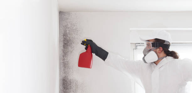 Best Mold Cleaning Services  in Hamilton, GA