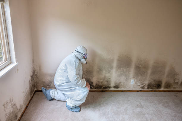 Best Mold Remediation  in Hamilton, GA
