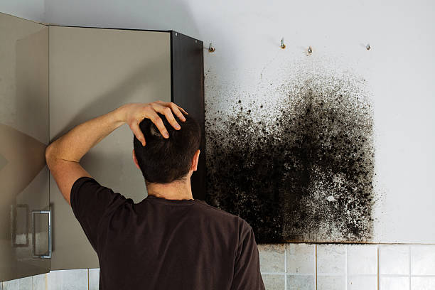 Best Office Mold Removal Services  in Hamilton, GA