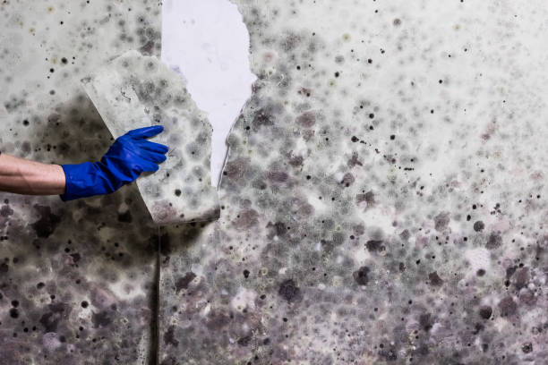 Best Home Mold Removal  in Hamilton, GA