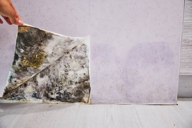 Best Best Mold Removal Companies  in Hamilton, GA